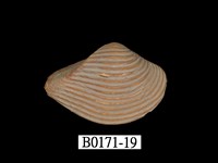 藏品(厚蛤)的圖片